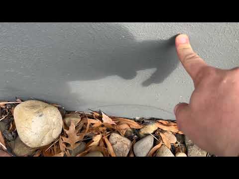 Boxelder Bugs Hiding Behind the Rodent Bait Station in South Bound Brook, NJ