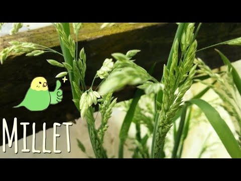 download lagu mp3 mp4 White Proso Millet Bird Seed, download lagu White Proso Millet Bird Seed gratis, unduh video klip White Proso Millet Bird Seed