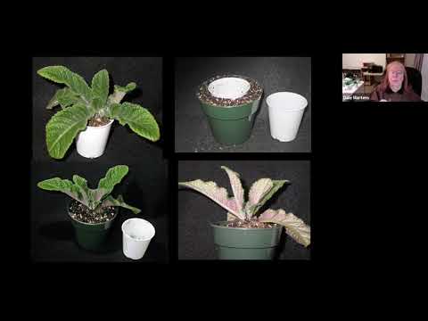 Dale Martens Streptocarpus Zoom Meeting for the Sweetwater African Violet Society