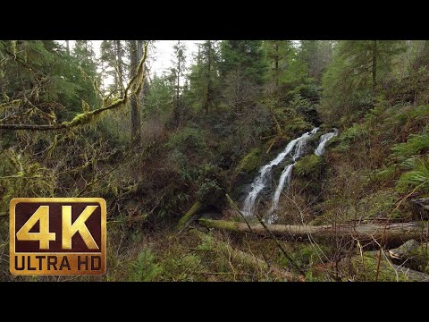 4K meža ūdenskritumi Relax Video - kinovatu Rain Forest Loop Trail. Ūdenskritumi - 2,5 HRS