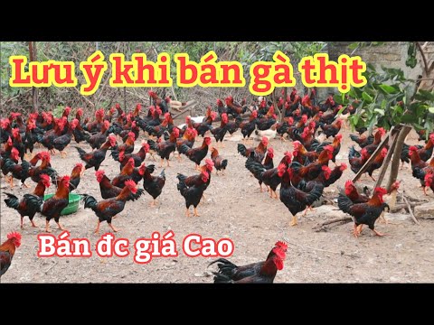 , title : 'Những Lưu Ý Khi Bán Gà Thịt Được Giá Hơn !'
