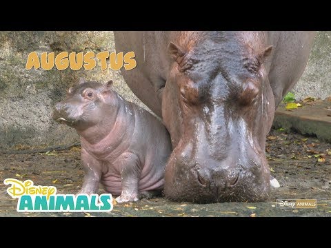Baby Hippo | Disney Animals | Disney Junior