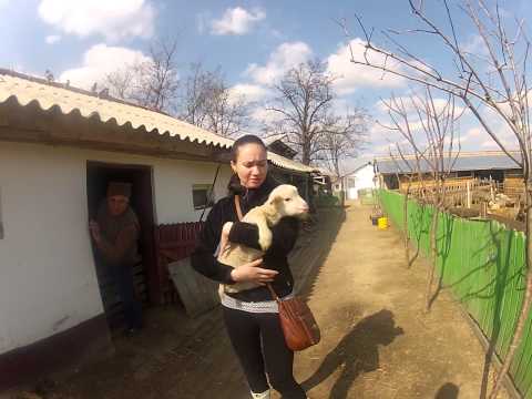 Batogu Braila 17.03.2013 HD  part 4/4