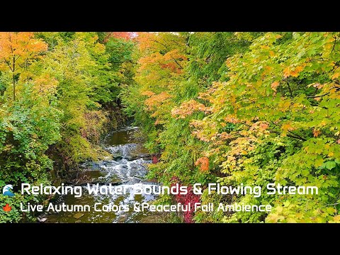 🌊 Relaxing Water Sounds & Flowing Stream 🍁 | Live Autumn Colors & Peaceful Fall Ambience