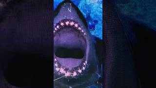 SHARK ATTACK at the Port of #Nassau #Bahamas #trending