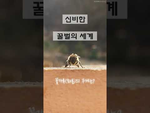 , title : '[#1 신비한 꿀벌의 세계] 꿀벌이 수집한 꽃가루(화분)의 무게는 얼마일까?'