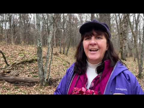 Trailside Treasures 14 - Princess Pine