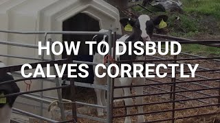 How to disbud calves correctly