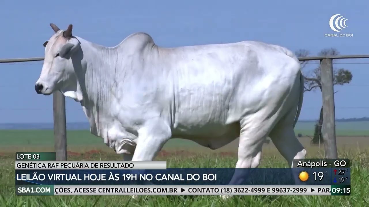 Leilão Virtual Genética RAF hoje às 19h no Canal do Boi