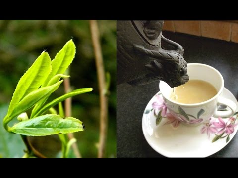 download lagu mp3 mp4 Where Is Tea Grown, download lagu Where Is Tea Grown gratis, unduh video klip Where Is Tea Grown