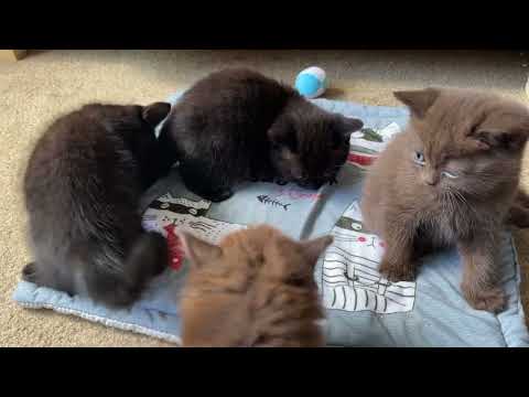 British Kittens black and chocolate 1,5 months old | Part 4