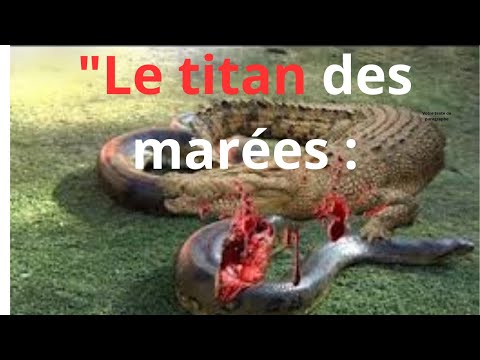 le plus grand  crocodile du monde