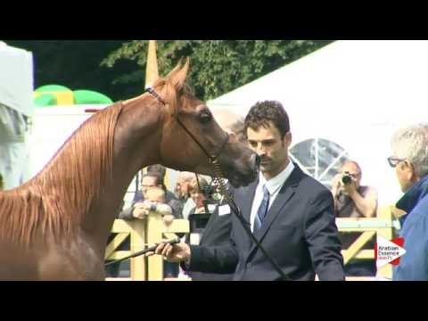 N.12 SAAQIB AL BAYDAA - Bruges 2016 - Geldings (Class 111)