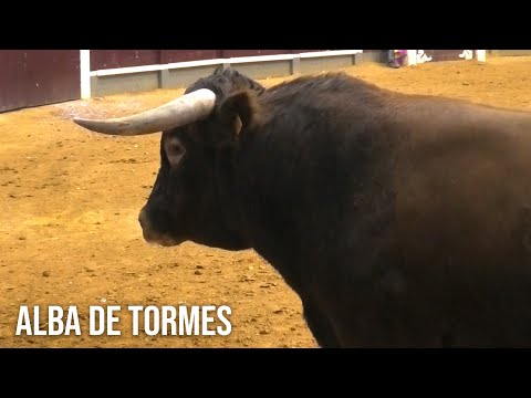 Alba de Tormes 2025 Concurso con Toros Bravos
