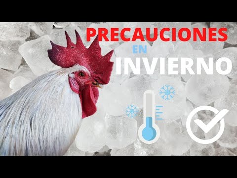 , title : 'Precauciones En INVIERNO Al Tener GALLINAS! 6 Consejos Clave'