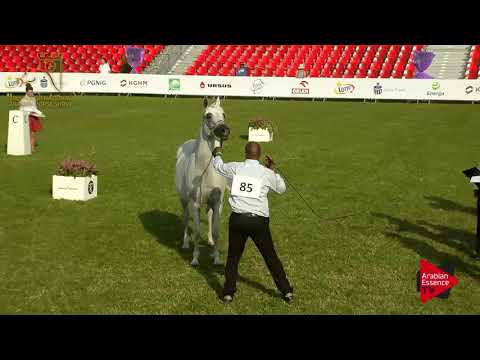 N.85 AMIGA - 2017 Pride Of Poland - 11 Years Old and Olders Mares (Class 9)
