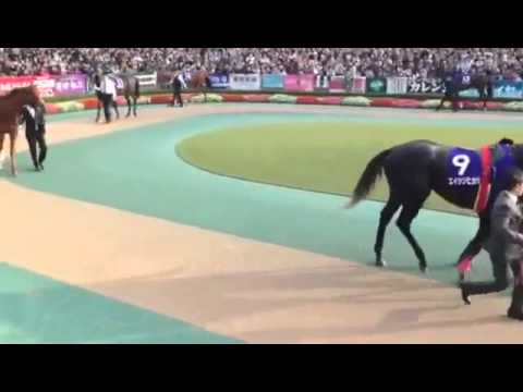 2015.11.1 天皇賞（秋）パドック 友人より