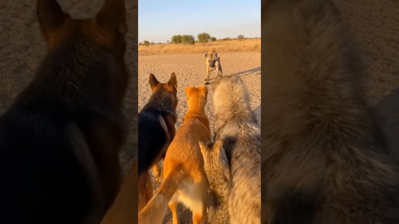 They Took Her Kitten. She Didn’t Come Back Alone. #animalstory#catstory#dogstory#motherlove#shorts