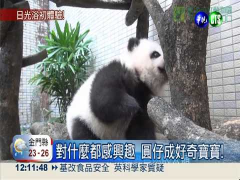 圓仔愛撒嬌 跟保育員"有一腿"!