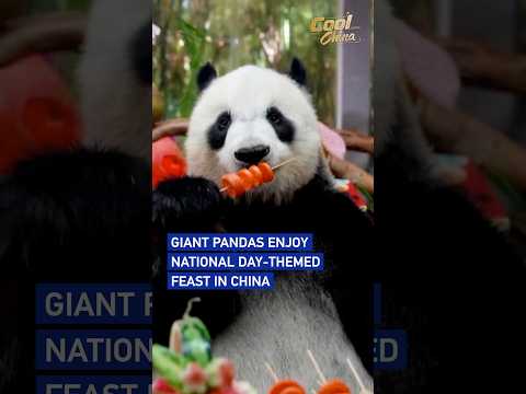 Giant pandas enjoy National Day-themed feast in China #coolchina