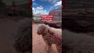 Toto in Sedona! #goldendoodle