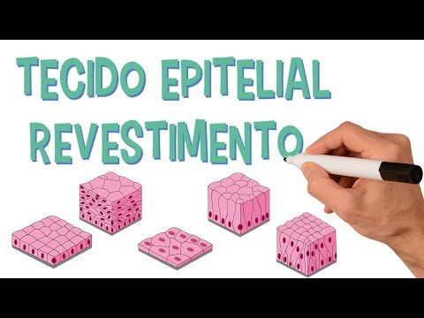 ✅ EPITHELIAL LINING TISSUE | Histology