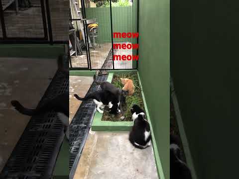 SUSANTI MEOW MEOW MEOW