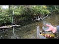MOPPIN EM UP! Chartreuse Mop Fly Smashes Brown Trout! (Small Stream Fly Fishing Ultra Clear Water!)