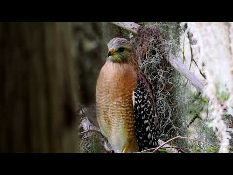 Circle B Bar Reserve - Florida - November 2025