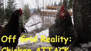 Off Grid Reality :Predator Attack: Part 1