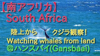 【南ア ケーシーチャンネル】クジラ観察！＠ハンスバイ　【South Africa Casey Channel】Whale Watching ＠Gansbaai
