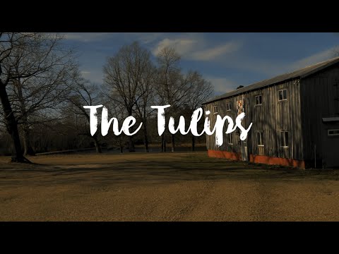 The Tulips