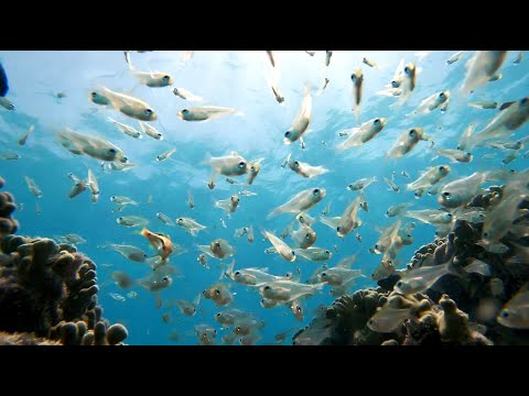 Beautiful Coral Reef Fish  I  Maldives  I  Underwater