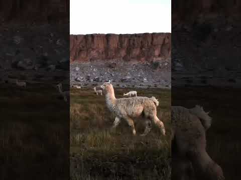 Antofagasta de la Sierra, Argentina 🇦🇷A volcanic wonder at 4,000m high —🌋🧠