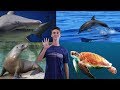 Finger Family Song Ocean Animals Daddy Finger Nursery Rhymes For Children Toddlers And Babies