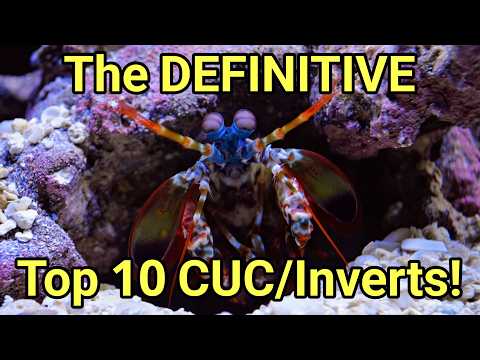 I Worked Out The 10 Best Reef Tank Clean Up Crew/Inverts
