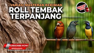 Download lagu 🔴 Live Roll Tembak Panjang Kenari Gacor Breen Ciblek vs Cucak Cungkok Gacor vs Srigunting Abu Abu mp3