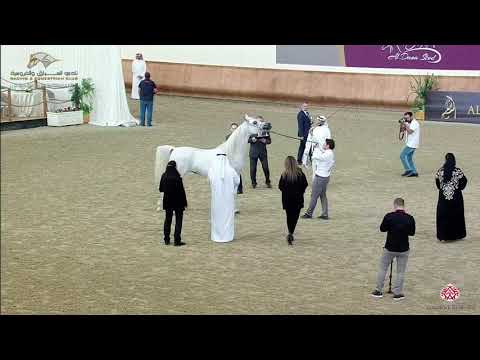 N 307 DA MAGIC MOMENT   22nd Qatar National 2019   Mares 7 to 10 years old Class 10A