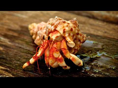 Hermit Crabs: 🦀 Amazing Facts, Behaviors & Secrets You Didn’t Know!