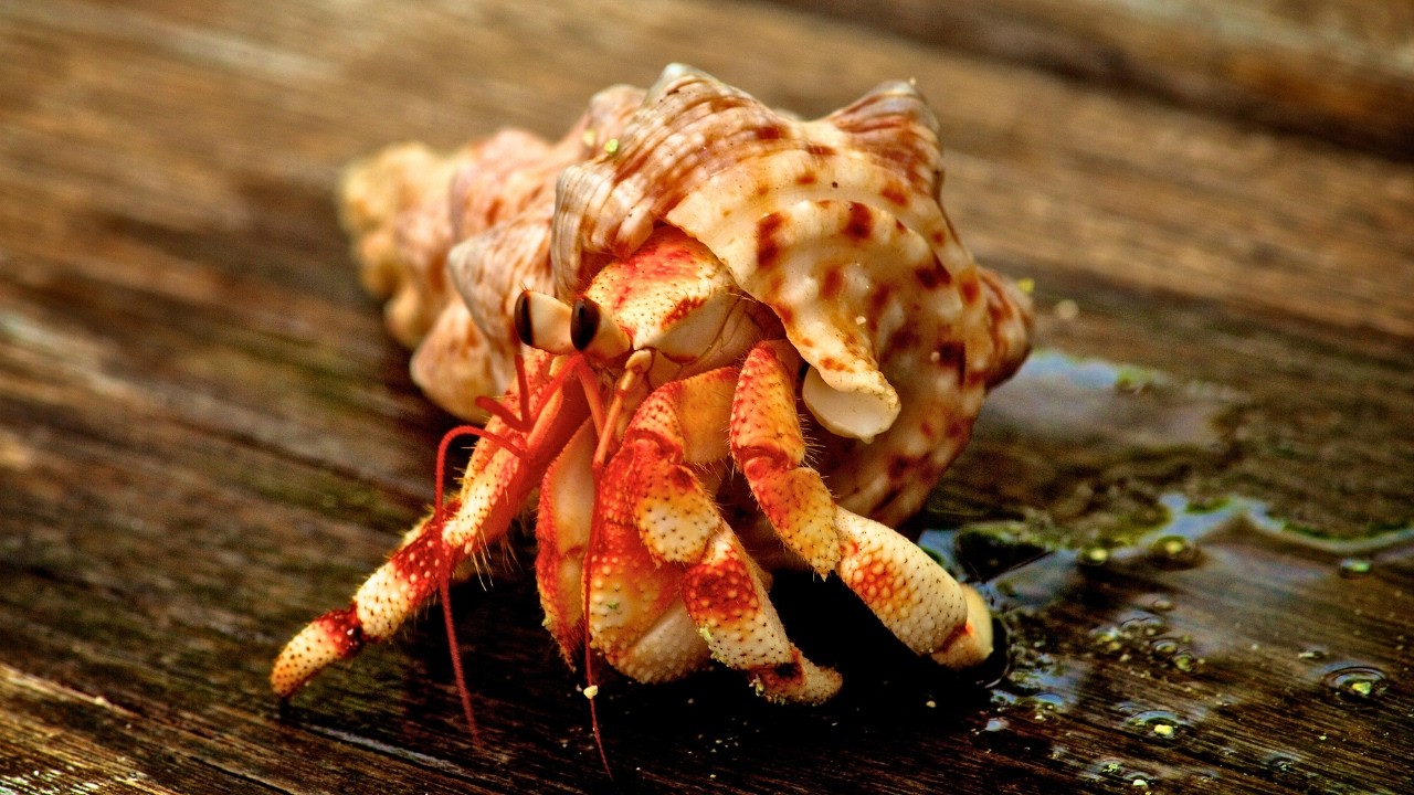 Hermit Crabs: 🦀 Amazing Facts, Behaviors & Secrets You Didn’t Know!