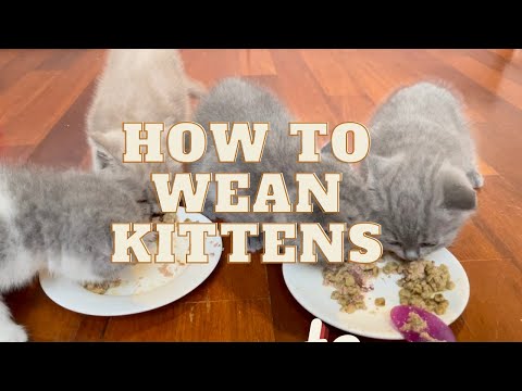 Realistic How to Wean Kittens