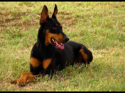 Video thumbnail for Suck My Doberman’s Raw Dick.
