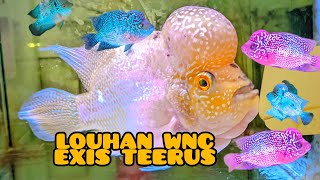 Download lagu WNC Lohan Price Update 😍 Parung Ornamental Fish Market mp3 Download lagu WNC Lohan Price Update 😍 Parung Ornamental Fish Market mp3