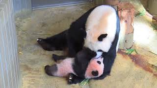 ジャイアントパンダの赤ちゃん「シャンシャン」180日成長日記11月