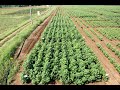 HDPS +DRIP SOWING HDPS +DRIP SOWING