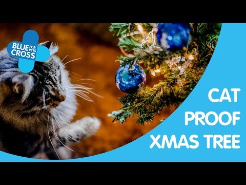 How To Cat Proof Your Christmas Tree | Blue Cross Pet Advice
