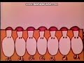 Rocket Classic Sesame Street 7 Piglets