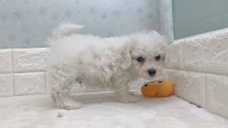 ビションフリーゼの動画01