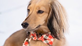 Holiday Photoshoot With Stella