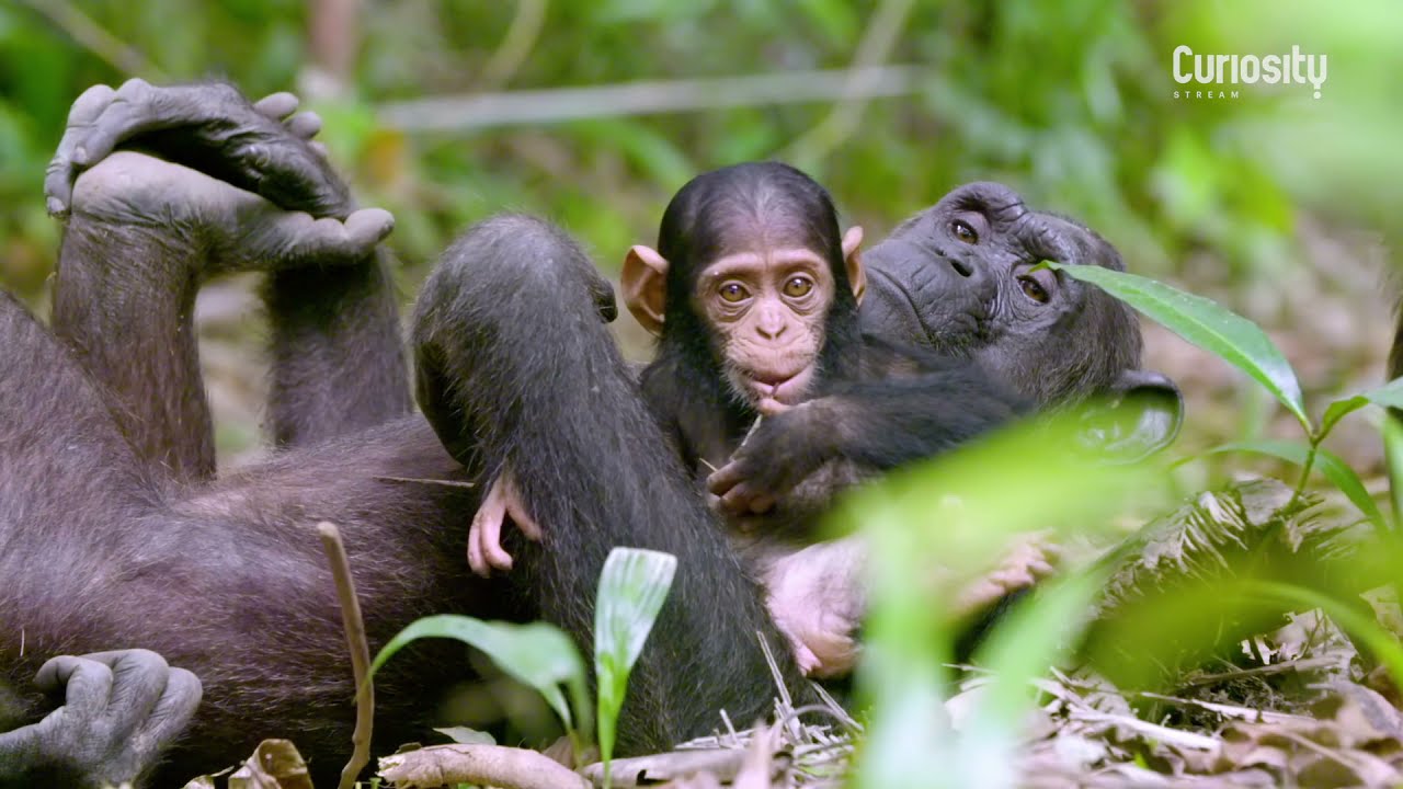 Rescued Chimpanzees of the Congo with Jane Goodall - Trailer | CuriosityStream